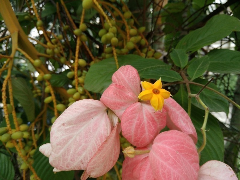 Nubia Z17 Mini Fotoğraf Örnekleri
