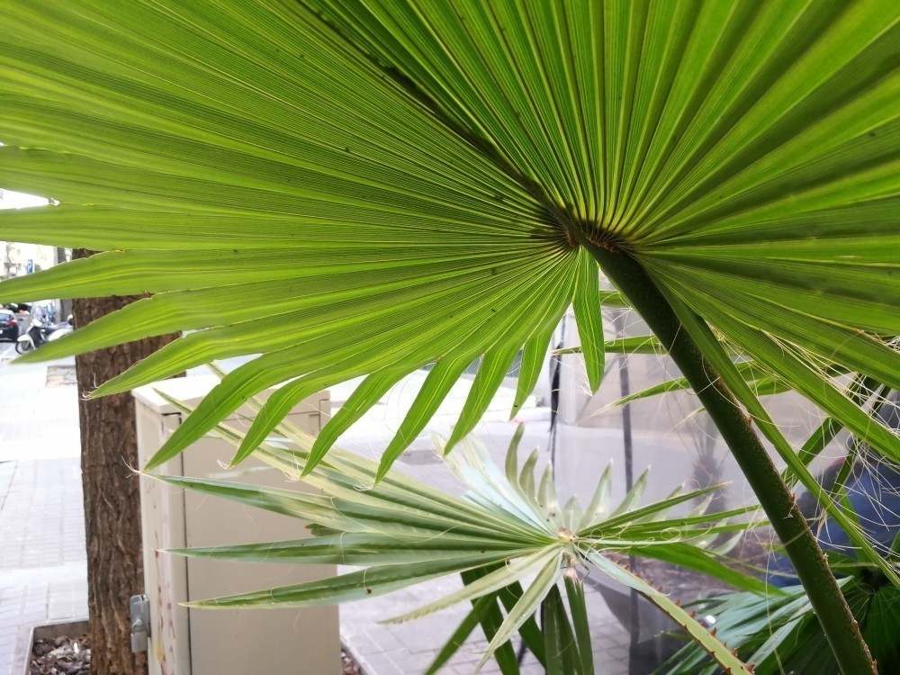 Huawei P10'un İlk Fotoğraf Örnekleri ile Barselona Sokaklarında Bir Tura Ne Dersiniz?