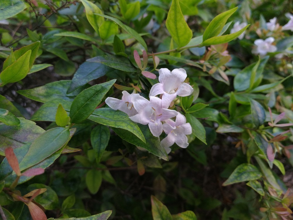 Huawei P10'un İlk Fotoğraf Örnekleri ile Barselona Sokaklarında Bir Tura Ne Dersiniz?