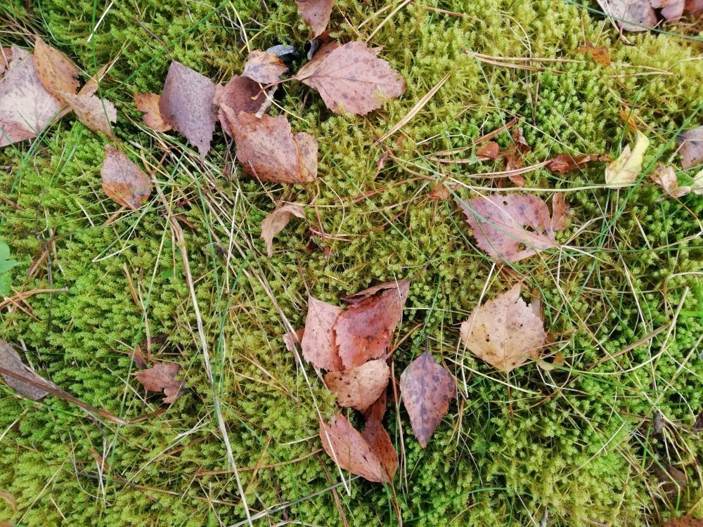 Huawei Honor 10 Lite Kamera Örnekleri