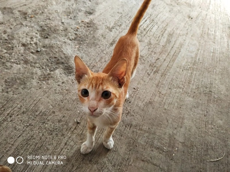 Xiaomi Redmi 6 Fotoğraf Örnekleri