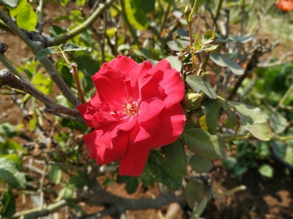 Xiaomi Redmi Note 6 Pro Kamerasından Kareler