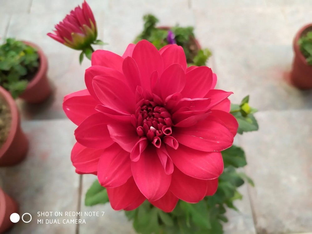 Xiaomi Redmi Note 7 Kamera Örnekleri