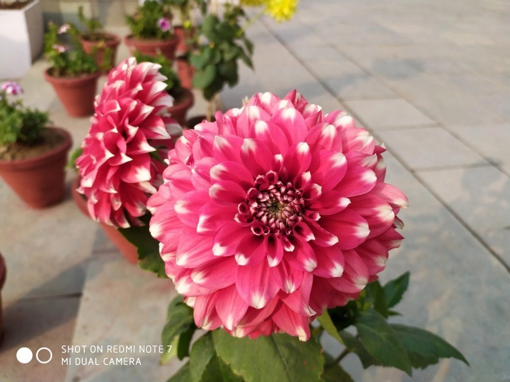 Xiaomi Redmi Note 7 Kamera Örnekleri