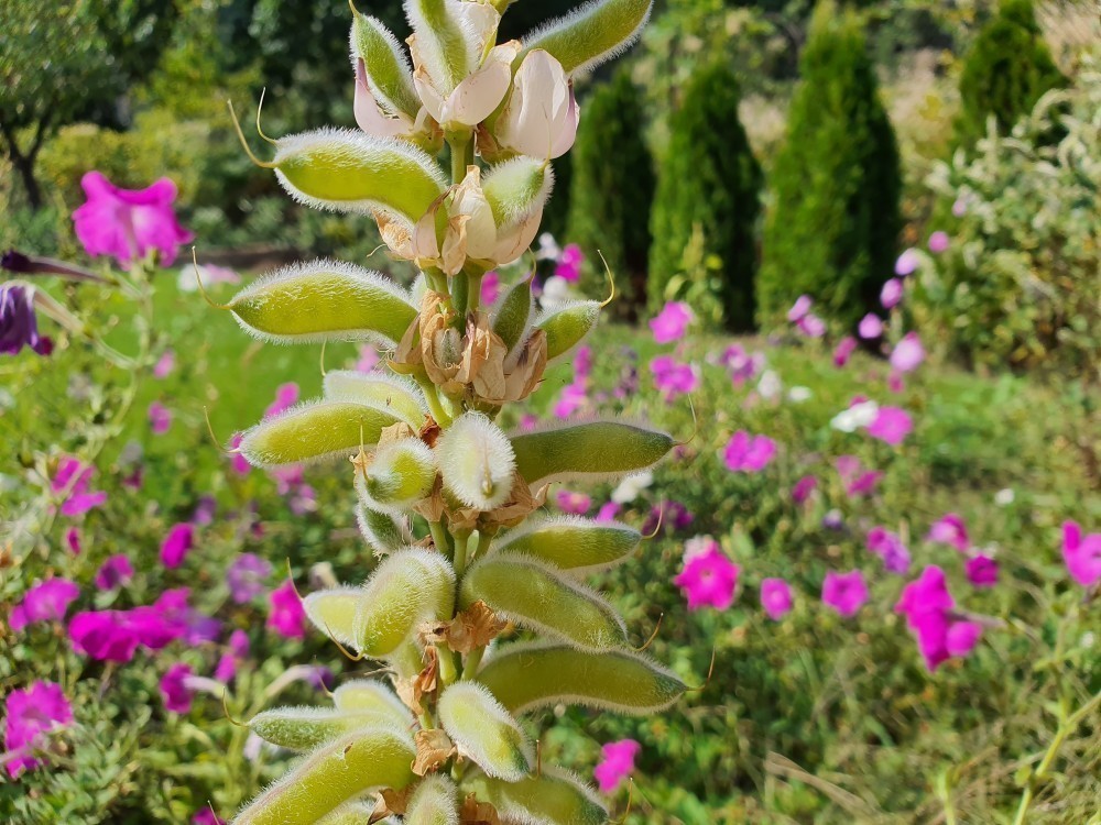 Galaxy Note10 Plus Kamera Örnekleri
