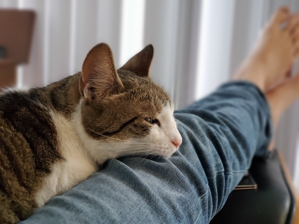 Galaxy Note10 Plus Kamera Örnekleri