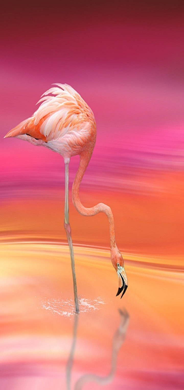 Lava Z6 Duvar Kağıtları