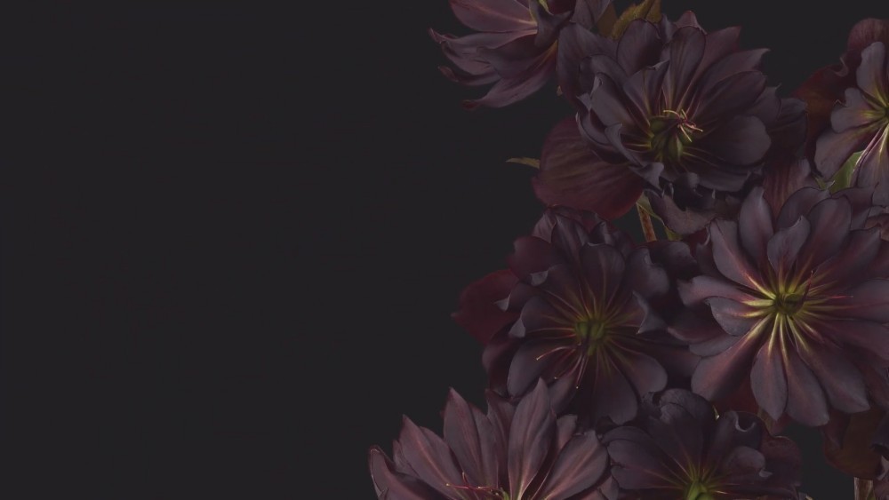 Android 12 Duvar Kağıtları