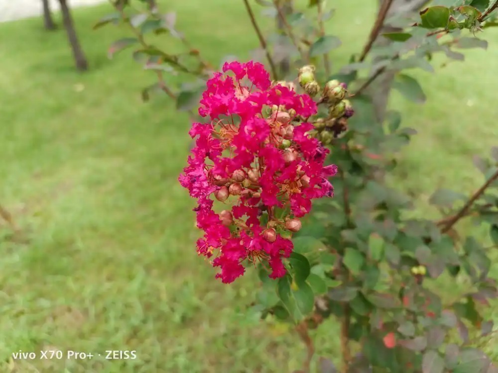 Vivo X70 Pro+ ile Çekilen Fotoğraflar