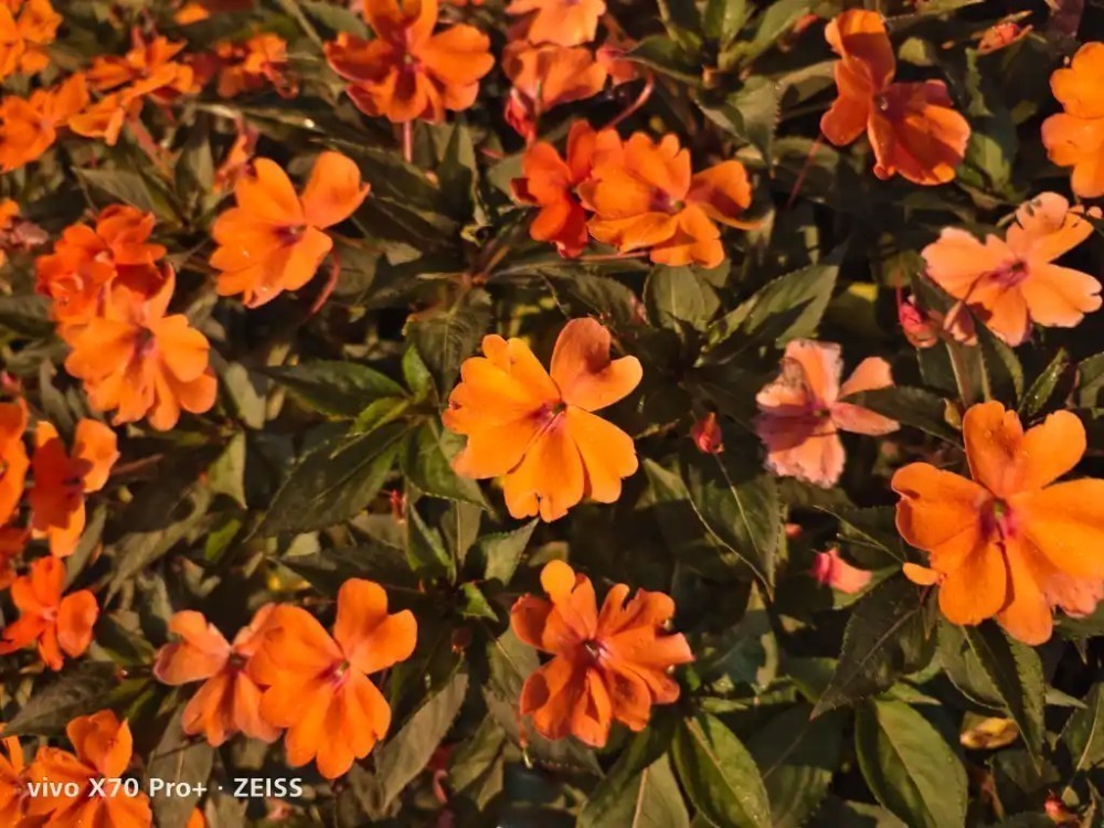 Vivo X70 Pro+ ile Çekilen Fotoğraflar