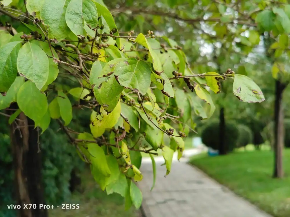 Vivo X70 Pro+ ile Çekilen Fotoğraflar