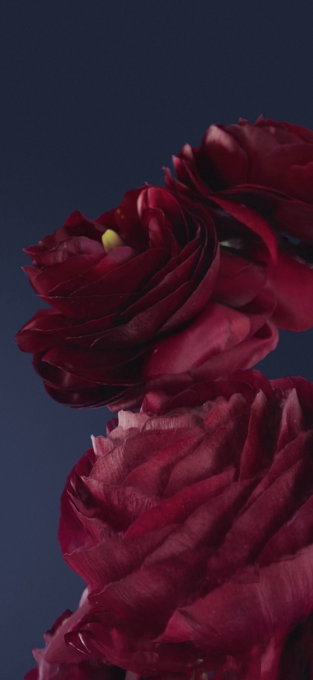 Google Pixel Live Bloom Duvar Kağıtları