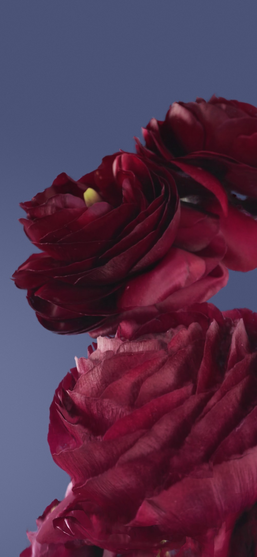 Google Pixel Live Bloom Duvar Kağıtları