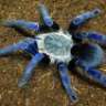 Tarantula34