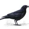 crowofthedark