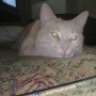 dark_ugur
