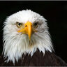 Kseagle