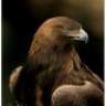 eagle68