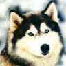 MaxiMumx)
