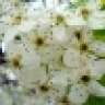 alidy