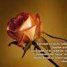 ercan4536