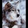 patriot1wolf