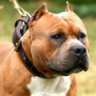 pitbulllove