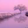 Pink*
