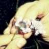 haZaL..