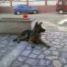 sercan677