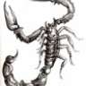 scorpion*