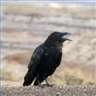 Black Crow