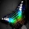 VforButterfly