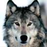 wolf1971