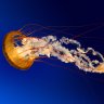 pollux46