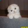 yasemin_turgut