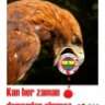 cani40