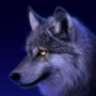 alonewolf43