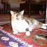 Ceren_1985