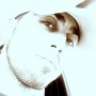 samet8288