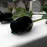blackrose zg