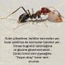aydın karabulut