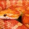 serhates