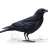 crowofthedark