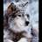 patriot1wolf