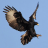 Eaglebunker