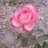 asder_fs