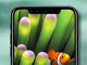 İphone 8 Seri Üretimi Başladı Mı?