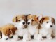 Yavru Köpek Sahipleneceklerin Dikkat Etmesi Gerekenler